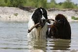TERRE NEUVE & LANDSEER 080
